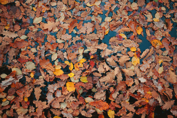istock Fallen leaves in the pond 1061239762