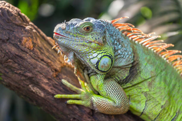 istock A green big iguana is lying on a tree branch 1061239888