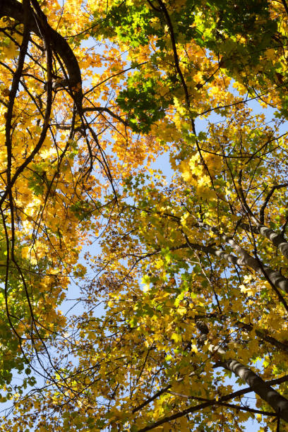 istock Autumn trees and blue sky 1061241754