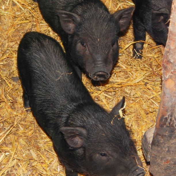 istock black piglets in a pigsty on a hay with a sow 1061243014