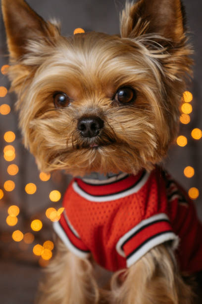 istock Dog yorkshire terrier new year 1061243184