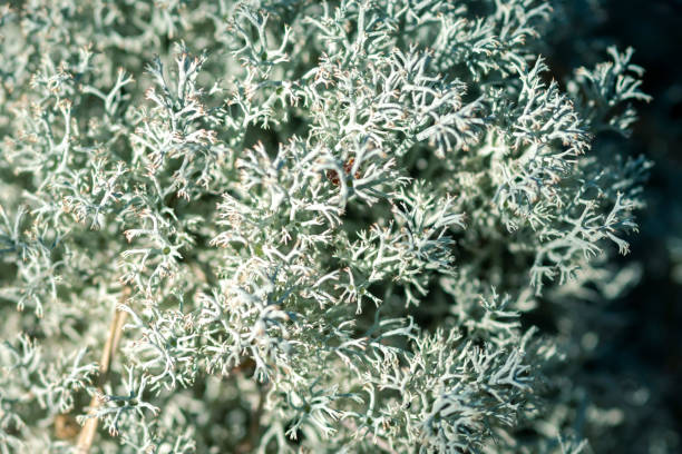 istock Forest moss lichen Cladonia rangiferina. Akvavit cooking base. Macro close up. 1061249706