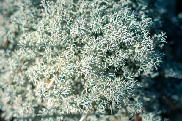 istock Forest moss lichen Cladonia rangiferina. Akvavit cooking base. Macro close up. 1061249708