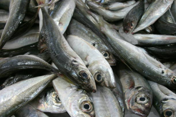 istock Close-up of Sardines 1061252574