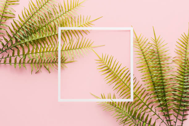 istock elevated view of fern branches and white frame on pink 1061252828