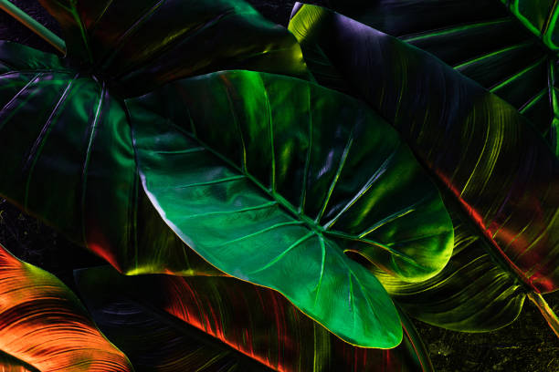 istock full frame image of beautiful palm leaves with red and green lighting 1061252930