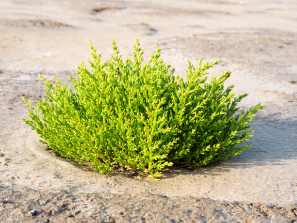 Common glasswort plant, Salicornia europaea, growing in sand of tidal flats at low tide of Waddensea in nature reserve Boschplaat on Terschelling, Netherlands Common glasswort plant, Salicornia europaea, growing in sand of tidal flats at low tide of Wadden Sea in nature reserve Boschplaat on Terschelling, Netherlands salicornia europaea stock pictures, royalty-free photos & images