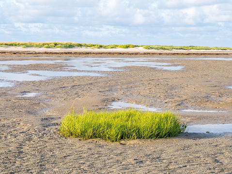 Sod of common cordgrass, Spartina anglica, growing on tidal flat near beach of nature reserve Boschplaat, Terschelling, Netherlands