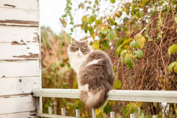 A beautiful gray village cat with yellow-green eyes sits on an old wooden fence, covered with small snowflakes.