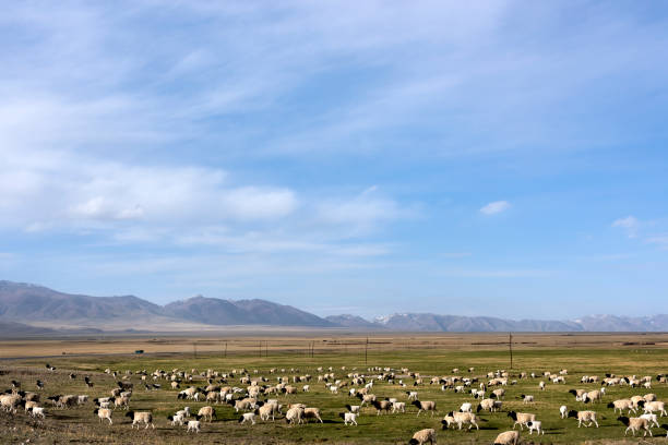 istock Grassland sheep in the skyline and blue sky white clouds background 1061264008