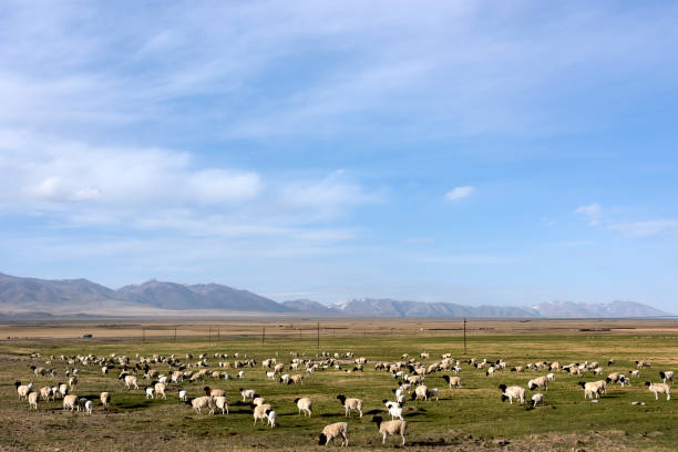 istock Grassland sheep in the skyline and blue sky white clouds background 1061264012