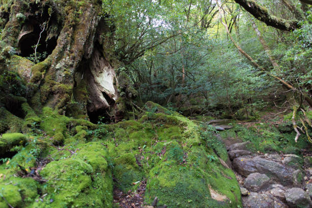 istock Yakushima Forest in Japan 1061264124