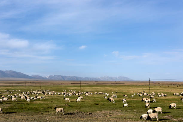 istock Grassland sheep in the skyline and blue sky white clouds background 1061264182