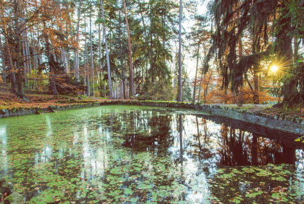 parc naturel avec lac et arbres à topolcianky, slovaquie - 11907 photos et images de collection