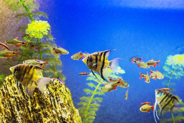 желтая рыба под водой, морская сцена - 11911 стоковые фото и изображения