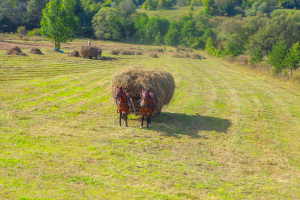 istock two-horse carriage on the meadow 1061268272