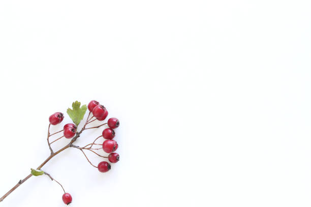 istock Hawthorn berry isolated on white background . Food concept. 1061272110