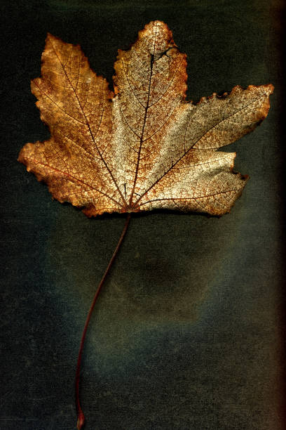 istock Autumn dried leaf of a plant on a black background 1061275426