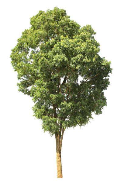 istock Mature tropical tree isolated on white background for design purpose 1061275560