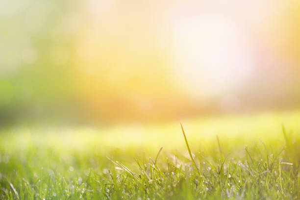 Photo of Grass with green blurry background in the morning