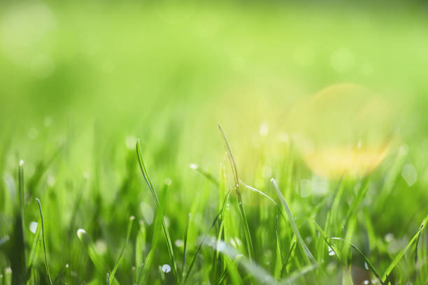 istock Grass with green blurry background in the morning 1061278320