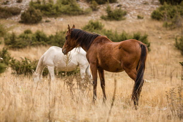 istock Wild horses in nature 1061283128