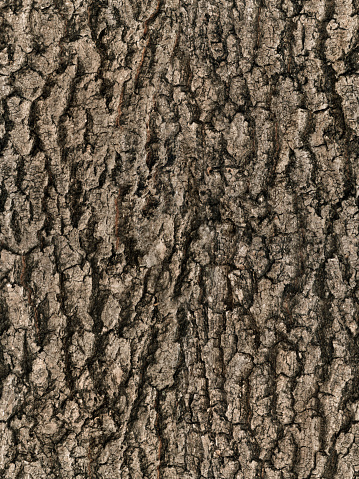 Detail of tree trunk surface