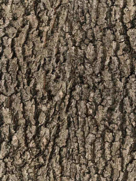 Photo of seamless bark tree texture