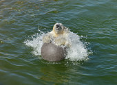 Happy polar bear splashing in water with ball
