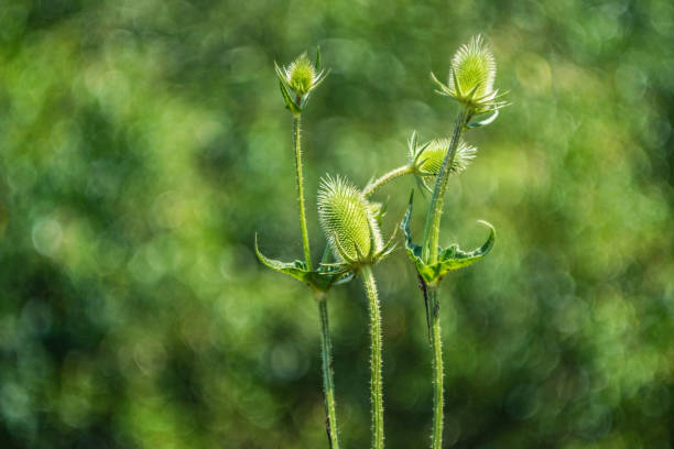 istock Close-Up Of Green Wild Teasel Thistle Or Dipsacus Fullonum On Green Background 1061288070