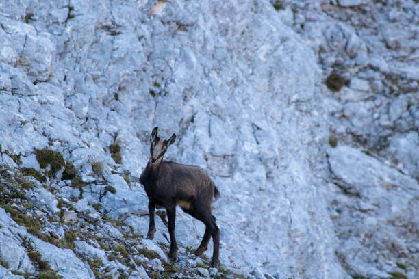 istock baby chamois in the mountains 1061292034