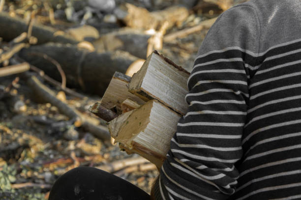 crop view of young adult man with firewood in the hands - lumber industry cold day forest imagens e fotografias de stock