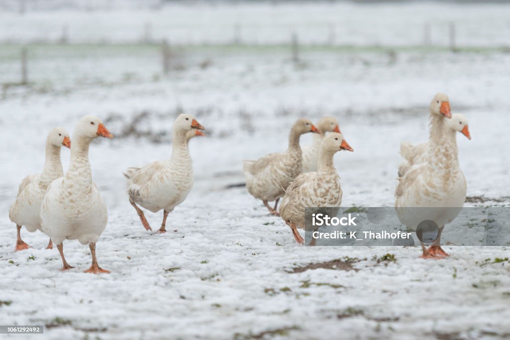 many white geese on a white meadow in winter at snow Agriculture Stock Photo