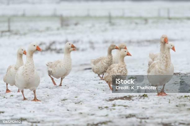 Many White Geese On A White Meadow In Winter At Snow Stock Photo - Download Image Now