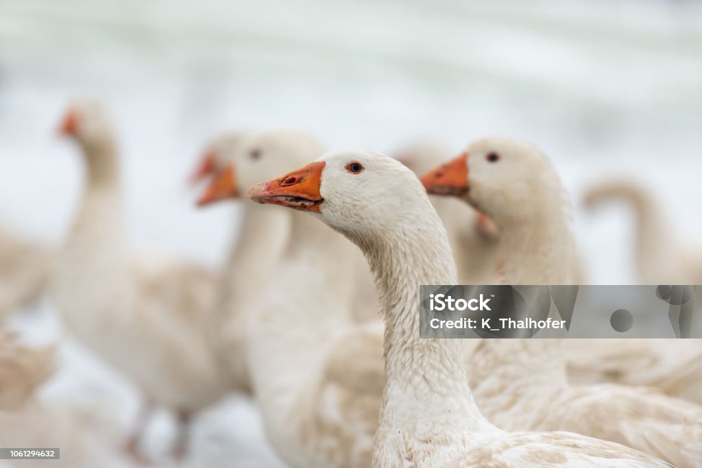 many white geese on a white meadow in winter at snow Agriculture Stock Photo