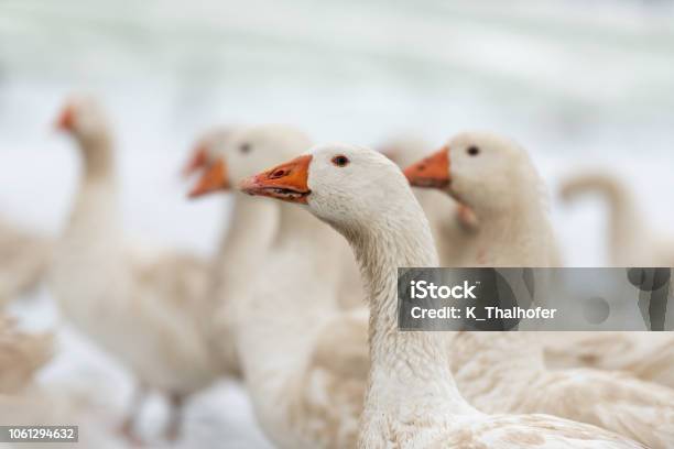 Many White Geese On A White Meadow In Winter At Snow Stock Photo - Download Image Now