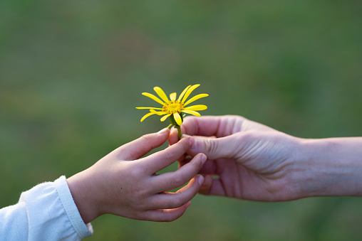 Parent and child handing yellow flower