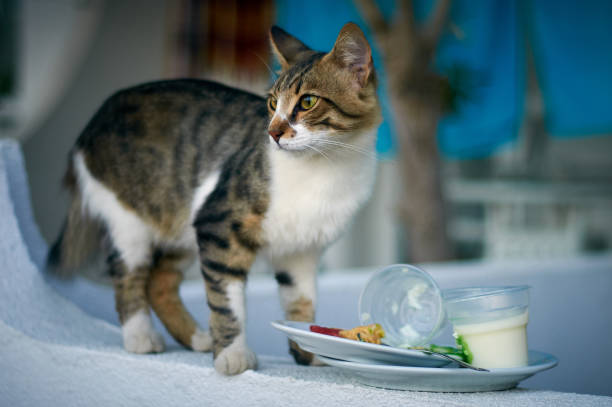 istock The cat eats yogurt left by the guests. 1061300718