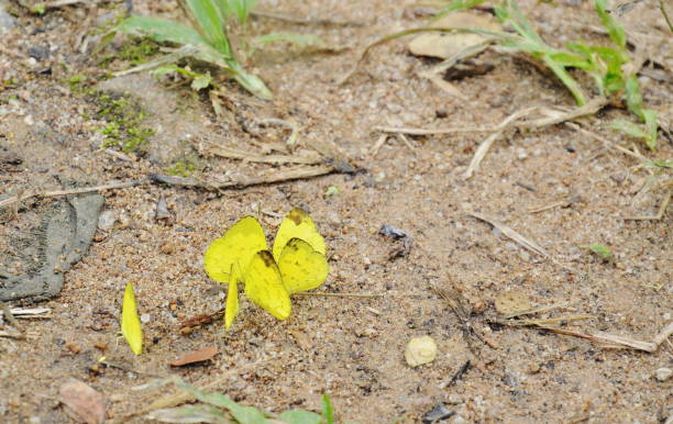 istock Colias erate yellow butterfly crowd crawling on ground in forest 1061300780