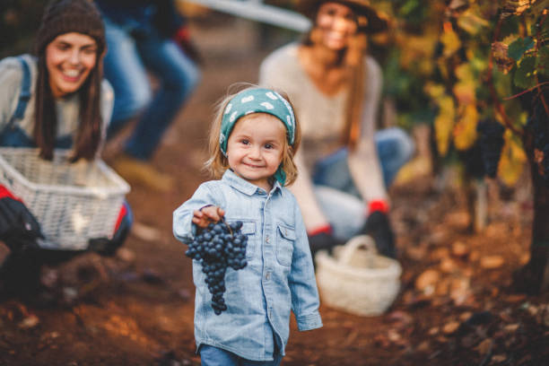 zbiory winnic - family grape zdjęcia i obrazy z banku zdjęć