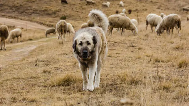 Big shepherd dog guarding sheep. Flock of sheep in blurred background. Sepia toned. Dog looking at camera. Autumn pasture, beige tone.