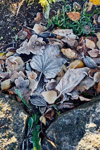 istock Beautiful fallen leaves covered with frost 1061306826