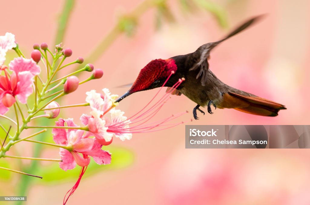 Ruby Topaz Ruby Topaz Hummingbird In A Tropical Setting Stock Photo - Download ...