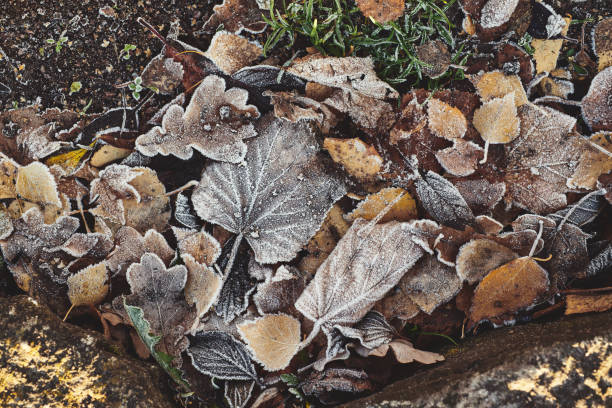 Background of beautiful fallen leaves covered with frost