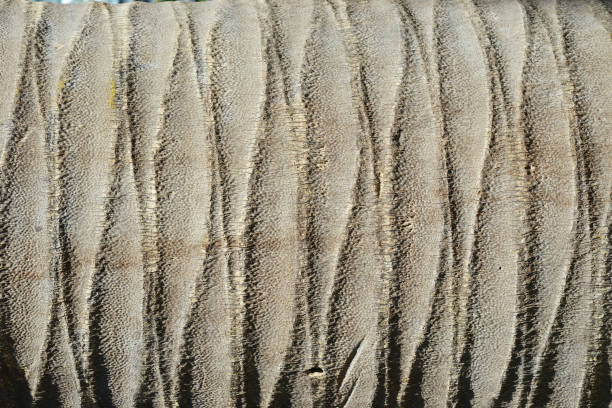 Coconut palm tree trunk texture suitable for natural background