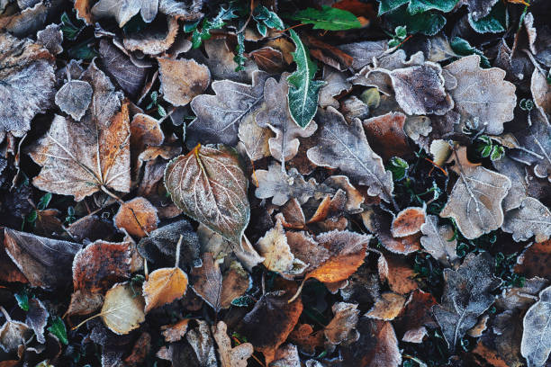 Les sous bois en hiver avec les feuilles au sol. Les hautes montages enneigées. C'est l'hiver.