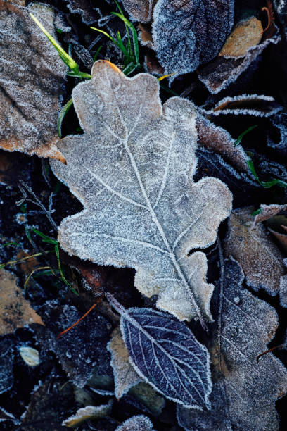 istock Beautiful fallen leaves covered with frost 1061309010