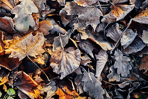 Background of beautiful fallen leaves covered with frost
