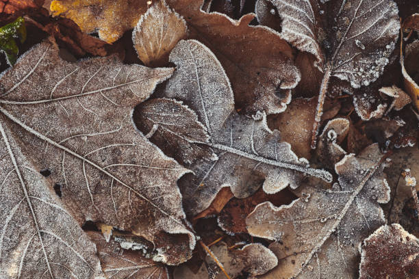istock Beautiful fallen leaves covered with frost 1061311298