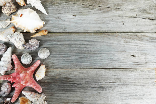 istock Beautiful marine background with different snails on wooden table, copy space 1061312544